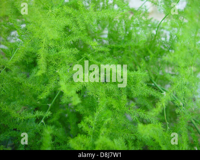 Eine üppig grüne Farnpflanze, die wie ein Busch wächst, mit zahlreichen zarten Wedeln, die sich nach außen ausbreiten. Die leuchtende grüne Farbe und die komplizierten Blattmuster des Farns schaffen ein natürliches, erfrischendes Aussehen. Stockfoto