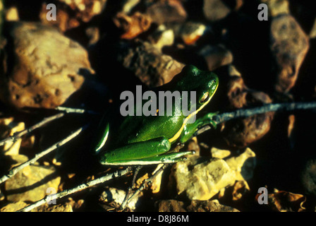 Grüne Amphibien Laubfrosch auf Boden. Stockfoto