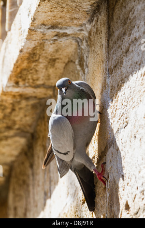Städtischen Taube Akrobatik auf den Zauberstab Stockfoto
