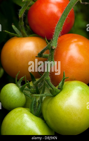 Schließen Sie herauf Bild der eine Tomatenpflanze mit verschiedenen Farben der Früchte während der Phasen der Reifung. Stockfoto