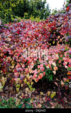 Disanthus cercidifolius Herbstfarbe Stockfoto