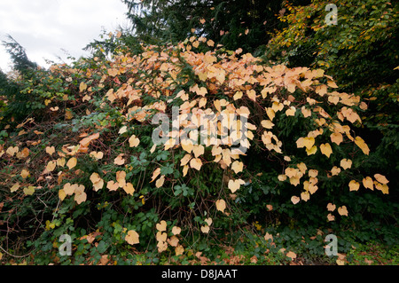 Disanthus cercidifolius Herbstfarbe Stockfoto