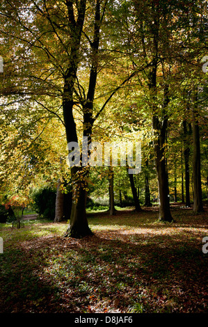 FAGUS SYLVATICA ZÜNDETEN ARBORETUM Stockfoto