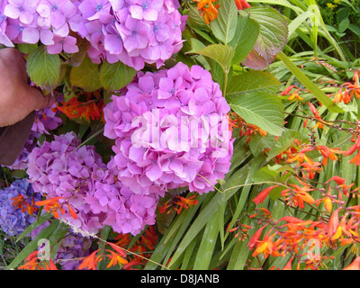 Eine Nahaufnahme der Hortensie macrophylla, allgemein bekannt als Mophahydransie, zeigt ihre großen, lebendigen Blüten. Diese Blüten sind in der Regel blau oder rosa, je nach pH-Wert des Bodens und sind in Gärten und Blumenarrangements beliebt. Stockfoto
