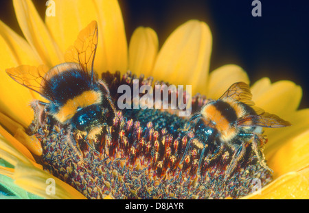 Bombus terrestris zwei sammeln Nektar auf Sonnenblumen Stockfoto