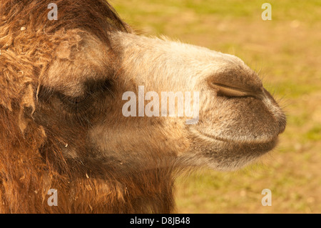 Baktrischen Kamel (Camelus Bactrianus) Stockfoto