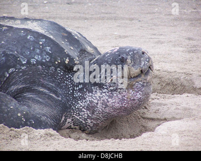 Eine Lederschildkröte (Dermochelys coriacea), die auf dem Sand liegt. Diese Schildkrötenart ist für ihre große Größe und ihre einzigartige Muschel bekannt und ist vom Aussterben bedroht und typischerweise in Küstengewässern zu finden. Das Bild zeigt die Besonderheiten der Schildkröte in ihrem natürlichen Lebensraum. Stockfoto