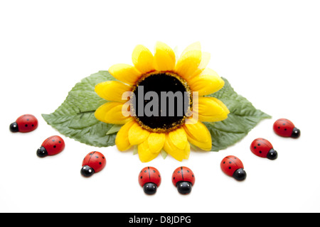 Sonnenblume mit Marienkäfer Stockfoto