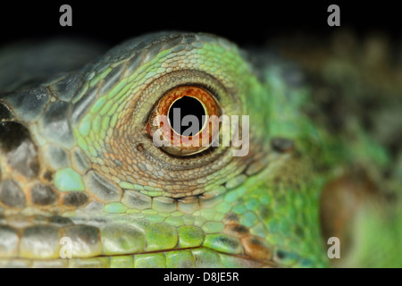 Ein Makro eine fantastische grüne Leguan-Auge Stockfoto