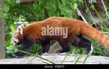 Roter Panda (Ailurus Fulgens) Stockfoto