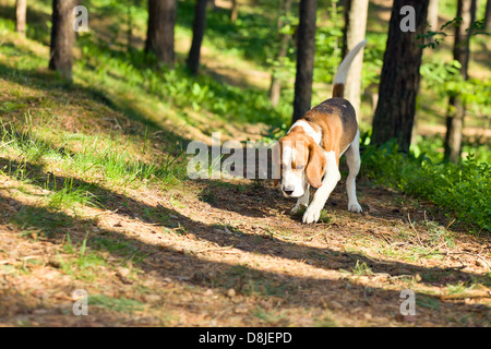 Die Beagle in Holz sucht nach Spiel Stockfoto