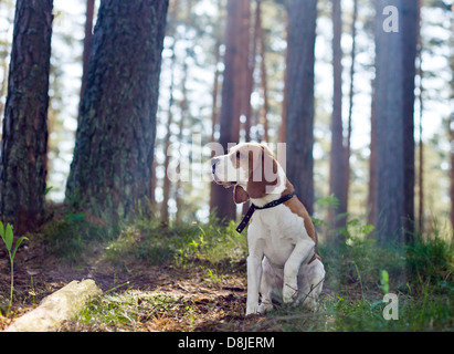 Die Beagle in Holz sucht nach Spiel Stockfoto