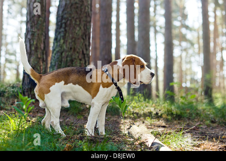 Die Beagle in Holz sucht nach Spiel Stockfoto