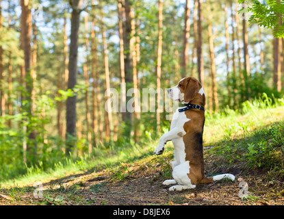 Die Beagle in Holz sucht nach Spiel Stockfoto