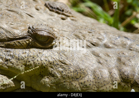 Amerikanisches Krokodil Crocodylus Acutus, Costa Rica Stockfoto