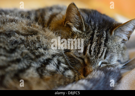 Tabby Katze schläft Stockfoto