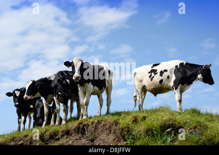 Vieh versammeln sich am Ufer eines Flusses zu trinken auf einer Farm Gloucestershire UK Stockfoto