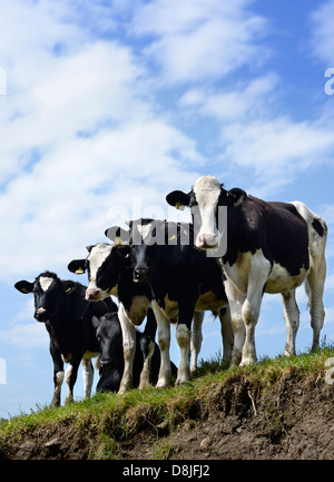 Vieh versammeln sich am Ufer eines Flusses zu trinken auf einer Farm Gloucestershire UK Stockfoto