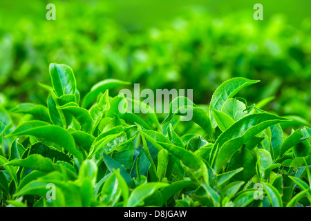 Frische Teeblätter closeup Stockfoto