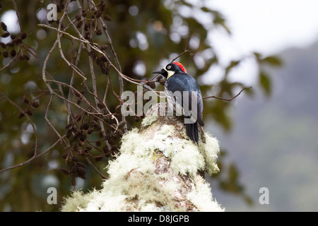 Eichel Specht, Melanerpes Formicivorus, San Gerardo de Dota, Parque Nacional Los Quetzales, Costa Rica Stockfoto