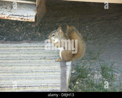 Mount Graham Eichhörnchen Tamiasciurus Hudsonicus Grahamensis. Stockfoto