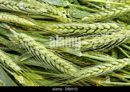 Weizen viele Spitzen grün Closeup Stockfoto