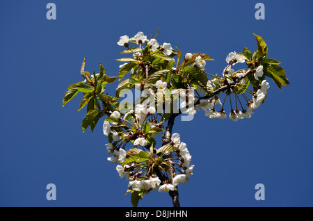 Blackthorn Blüte vor blauem Himmel eingestellt Stockfoto