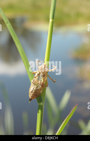 Vier Spotted Chaser Libelle Nymphe Haut nach Erwachsenen Schraffur Libellula Quadrimacata Teich Leben Wasserinsekten Schale geschlüpft Stockfoto