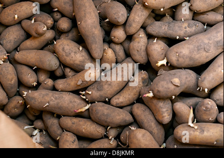 sprießen Kartoffeln links in eine Papiertüte in einem Gartenhaus Stockfoto