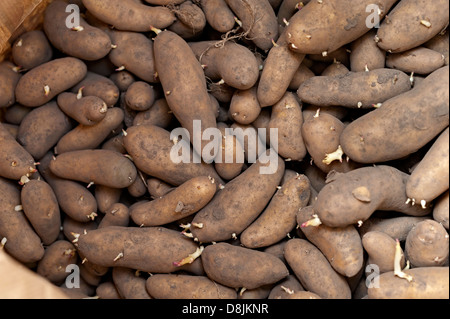 sprießen Kartoffeln links in eine Papiertüte in einem Gartenhaus Stockfoto