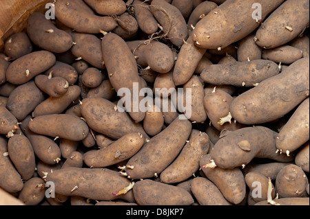 sprießen Kartoffeln links in eine Papiertüte in einem Gartenhaus Stockfoto