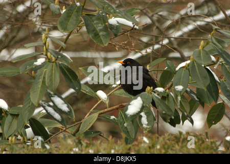 Männliche Amsel (Turdus Merula) im winter Stockfoto