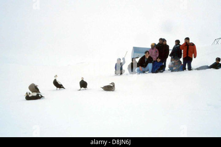 Das Bild zeigt eine Menschenmenge, die auf schneebedecktem Boden Brilleneider beobachtet. Diese Enten sind für ihre charakteristischen Markierungen bekannt und werden oft im Winter in arktischen Regionen gesehen. Stockfoto