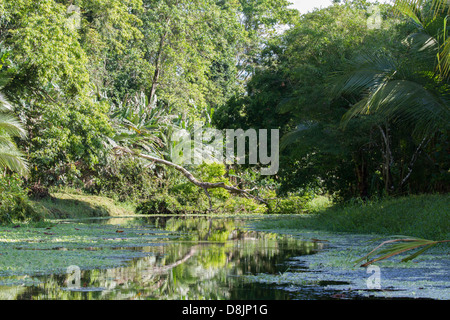 Kanutour auf dem Rio Estrella, Cahuita Nationalpark, Costa Rica Stockfoto