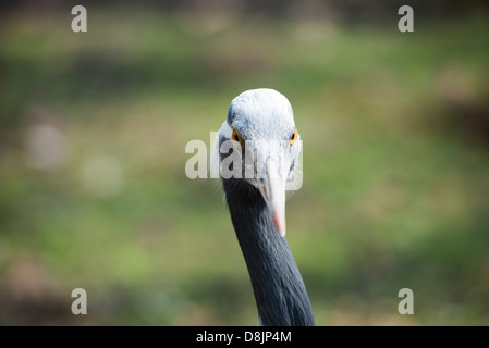 Demoiselle Kran (Anthropoides Virgo) Stockfoto