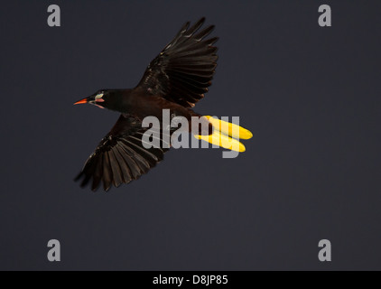 Montezuma Oropendola, Psarocolius Montezuma, Nationalpark Tortuguero, Costa Rica, Stockfoto
