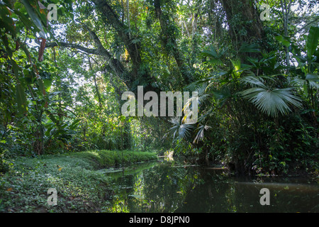 Kanutour auf dem Rio Estrella, Cahuita Nationalpark, Costa Rica Stockfoto