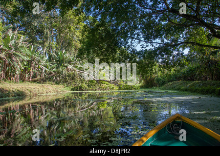 Kanutour auf dem Rio Estrella, Cahuita Nationalpark, Costa Rica Stockfoto