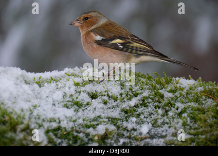 männlichen Buchfinken (Fringilla Coelebs) stehend auf tief verschneiten Moos Stockfoto
