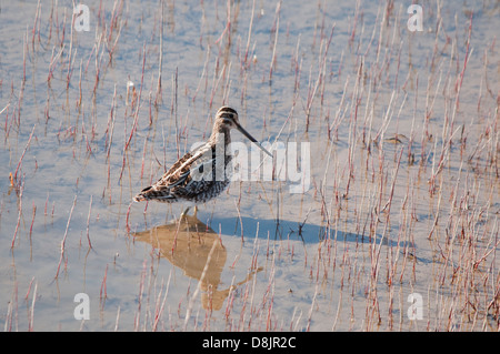 Bekassine waten im seichten Wasser Stockfoto