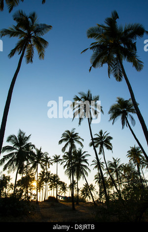 Palm-Bäume-Silhouette bei Sonnenuntergang, Indien Stockfoto