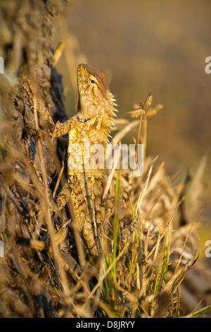 Indischer Garten Eidechse (Calotes versicolor) Stockfoto
