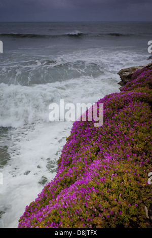 Lila Blüten an der Pazifikküste in Santa Cruz, Kalifornien, USA. Stockfoto