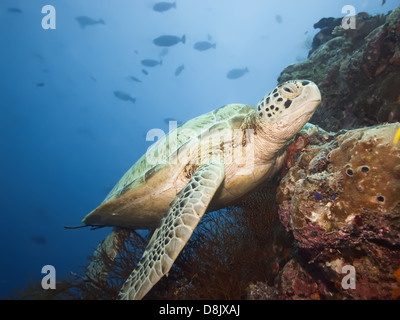 Grüne Schildkröte Unterwasser Stockfoto