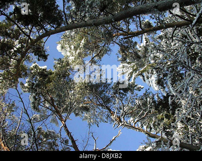 Kiefern stehen hoch, ihre Zweige sind schwer mit Schnee in einer ruhigen Winterszene. Die schneebedeckten Bäume schaffen eine friedliche Atmosphäre und betonen die Schönheit der Natur während der Wintersaison. Stockfoto