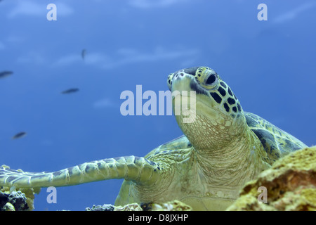 Schildkröte Stockfoto