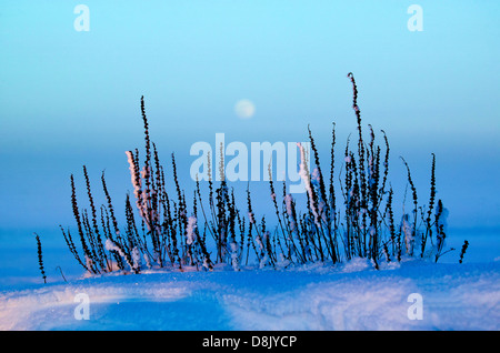 Letzten Winter Licht und aufgehenden Mond an Moskjaera im See Vansjø in Østfold, Norwegen. Vansjø ist ein Teil des Wassers, das System namens Morsavassdraget. Stockfoto