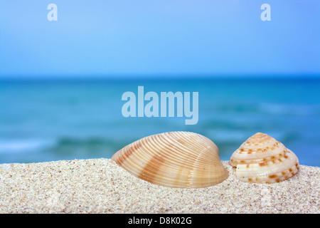 Muscheln am Strand Stockfoto