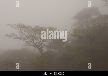 Misty Landschaft im Allgemeinen de Division Omar Torrijos Herrera Nationalpark (El Cope), Cordillera Central, Provinz Cocle, Republik Panama. Stockfoto