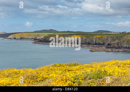 Wales Küste Pembrokeshire von Caerfai Bay in St Nons in Richtung Ramsey Insel wunderschöne walisische Landschaft von St Brides Bay Stockfoto